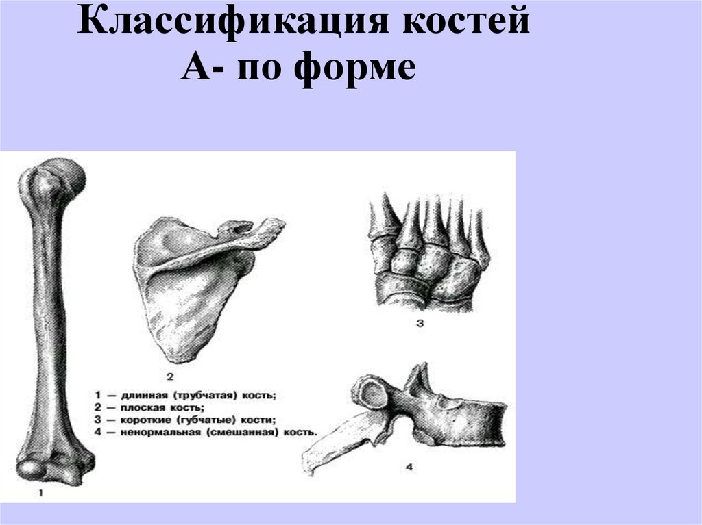 Классификация костей