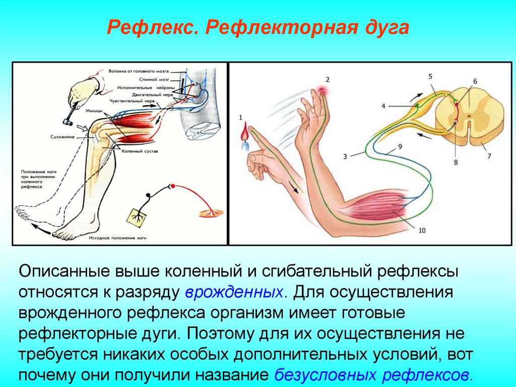 Примеры нервных рефлексов. Дуга коленного рефлекса нерв. Рефлекторная дуга коленного рефлекса. Сгибательный рефлекс рефлекторная дуга. Строение рефлекторной дуги.