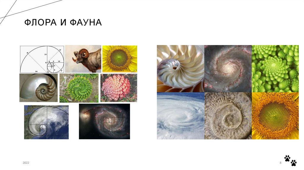 Флора и Фауна