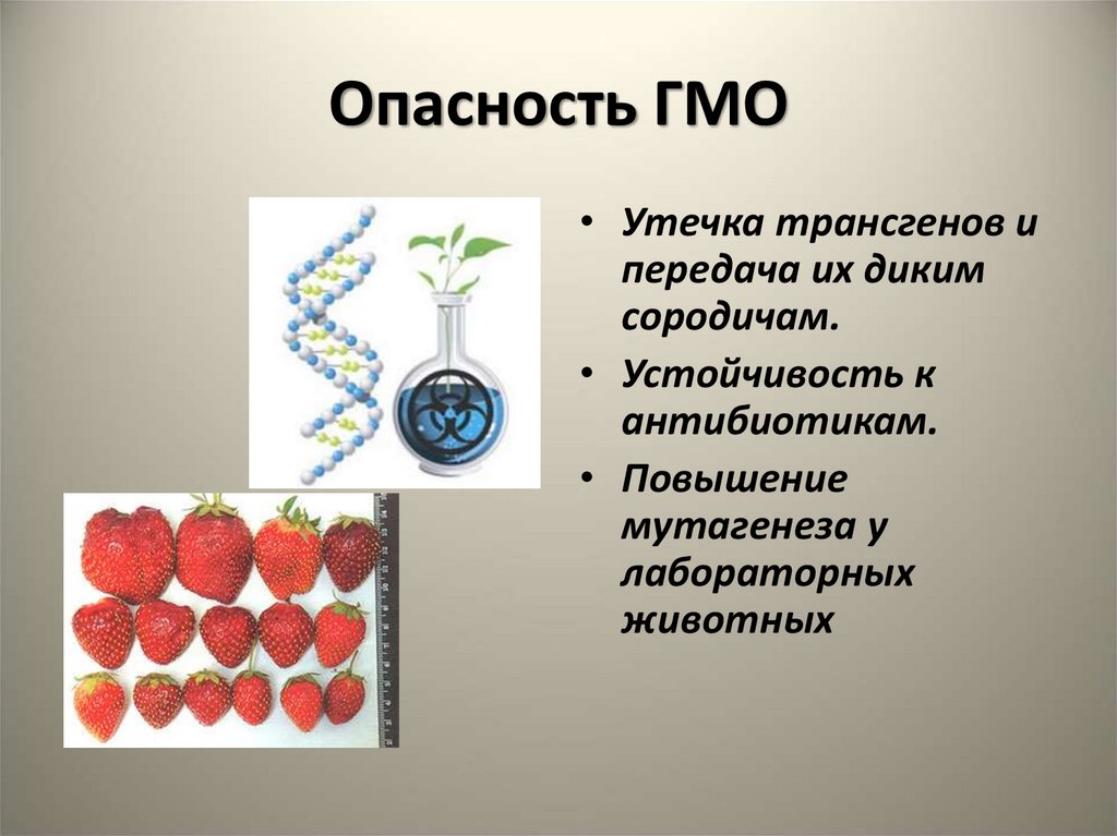 Гмо в жизни человека проект