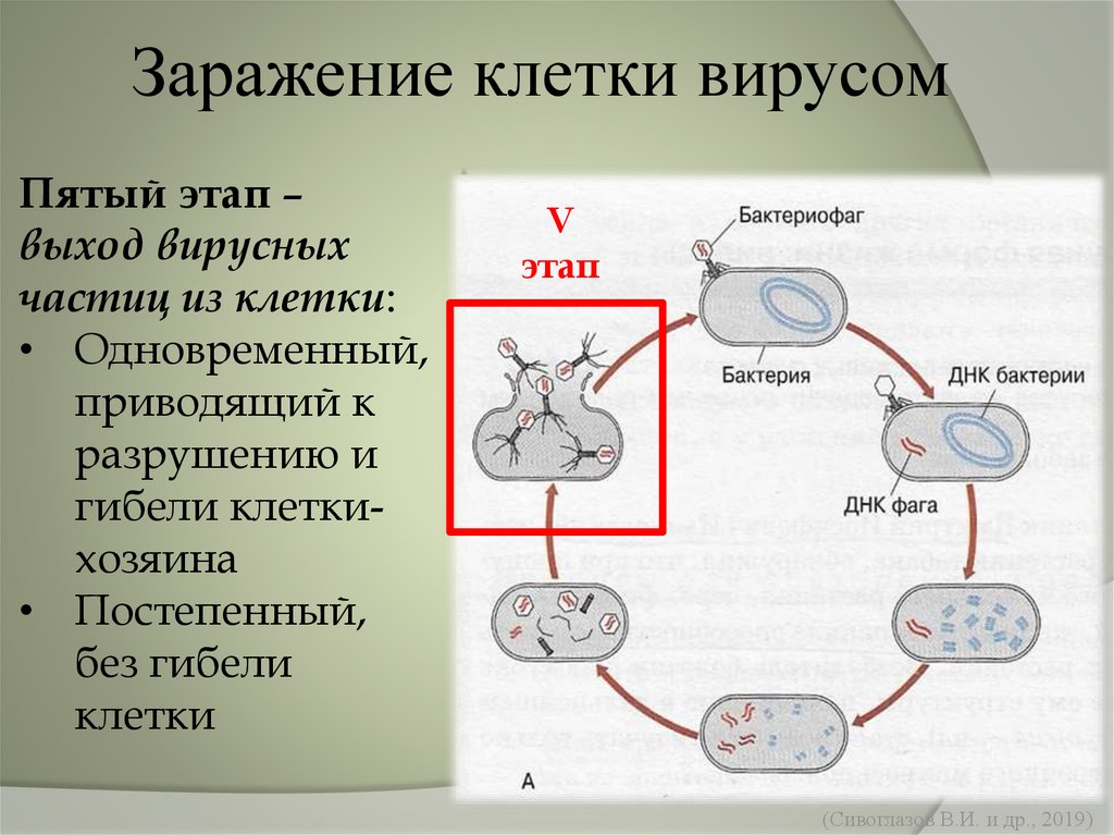 Вода попадает в клетку