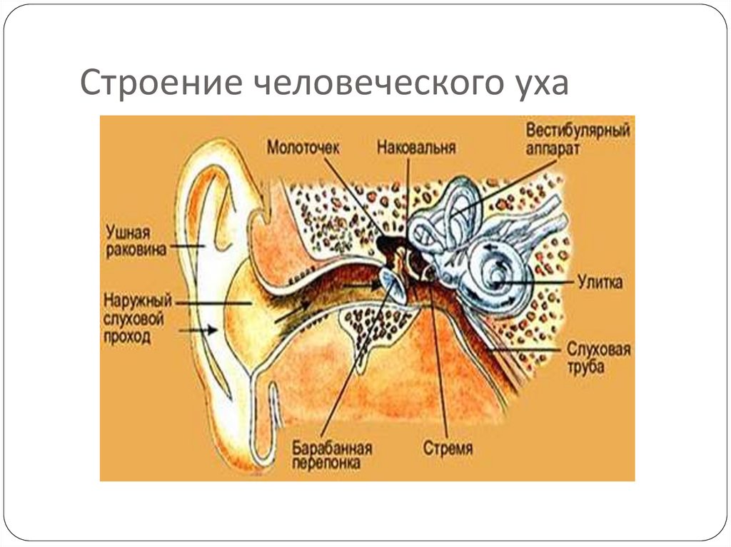 Строение человеческого уха