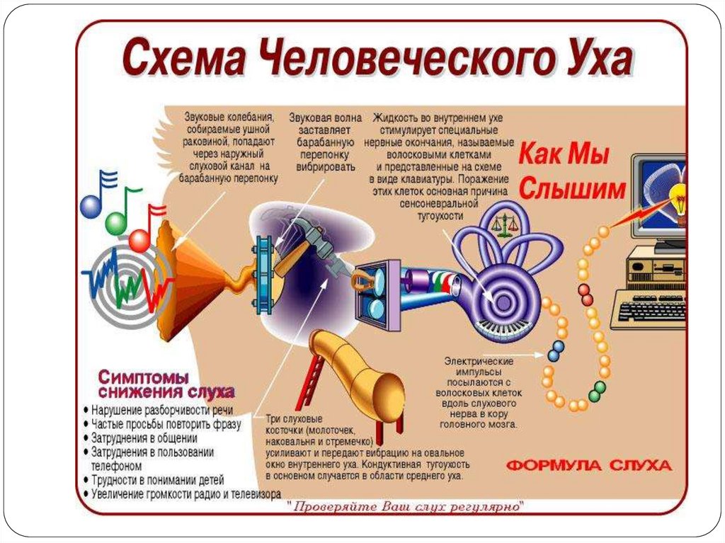 Почему звенит звонок презентация