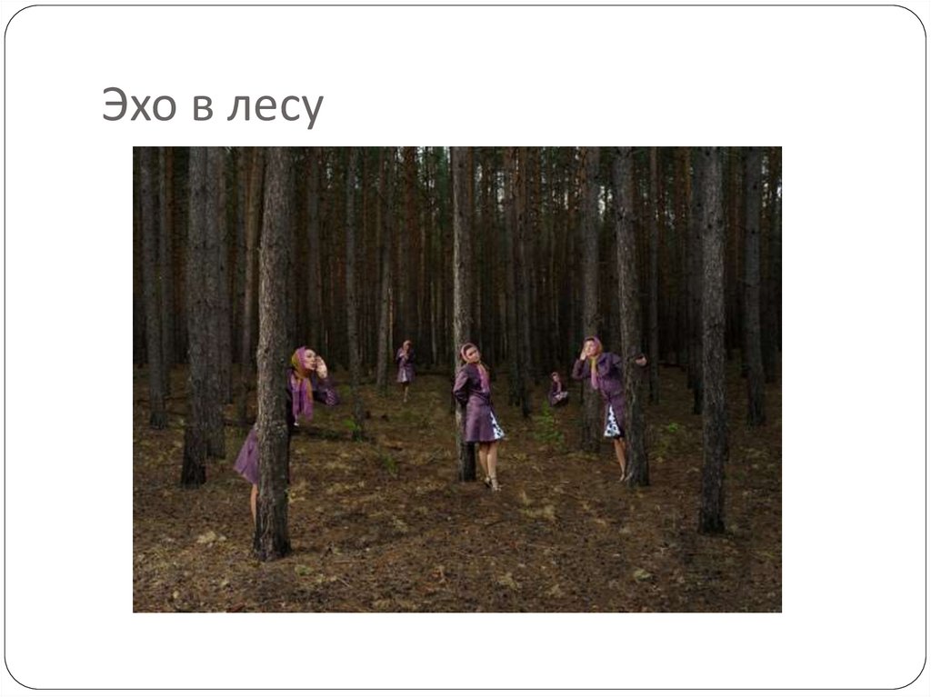 Эхо в лесу
