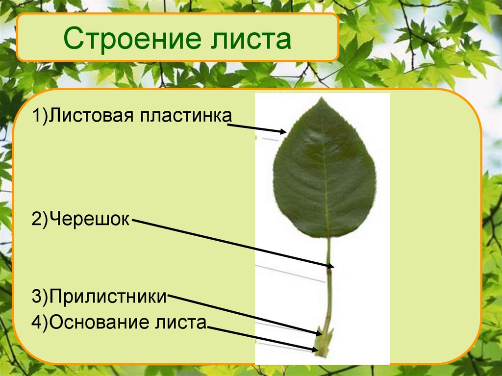 Функция внутреннего строения листа. Строение листа. Внутреннее строение листа. Строение листа биология 6 класс. Внутреннее строение листа 6 класс биология.