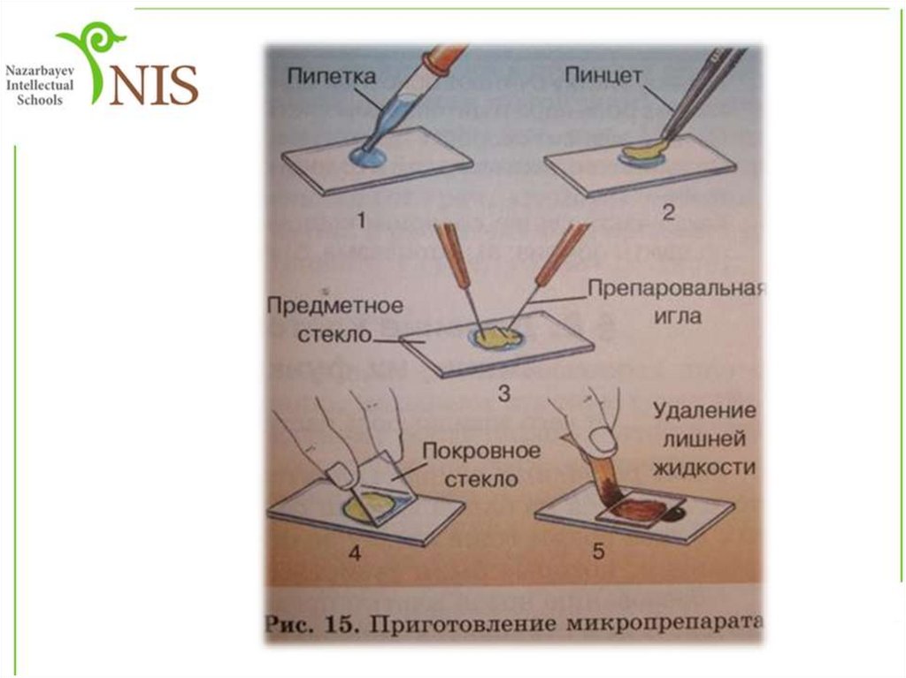 На рисунке художник перепутал последовательность действий при приготовлении микропрепарата