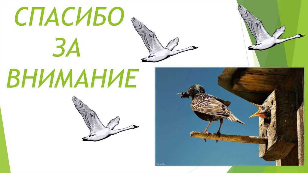 СПАСИБО ЗА ВНИМАНИЕ