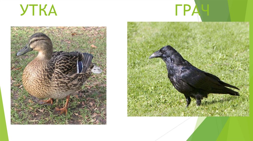 УТКА ГРАЧ