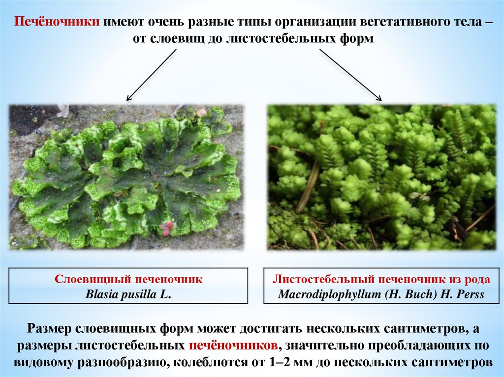 Печеночники растения