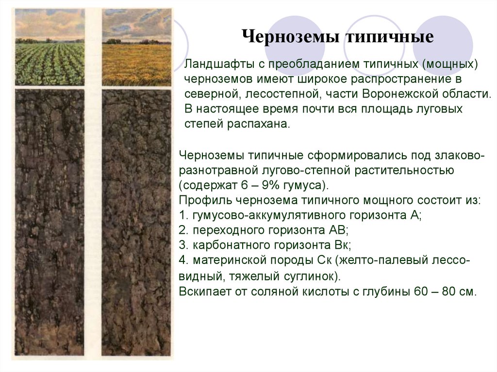 Какие области черноземные почвы россии. Типы черноземных почв. Особенности почвы чернозема. Почвенный профиль чернозем почвы. Чернозем краткое описание.