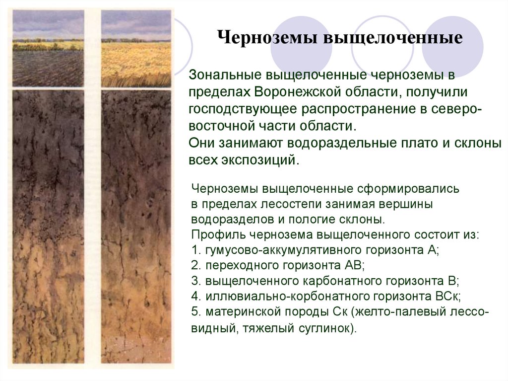 Какая почва менее плодородна. Почвенный разрез чернозема выщелоченного. Чернозем оподзоленный профиль. Чернозем оподзоленный схема. Профиль почвы чернозема выщелоченного.
