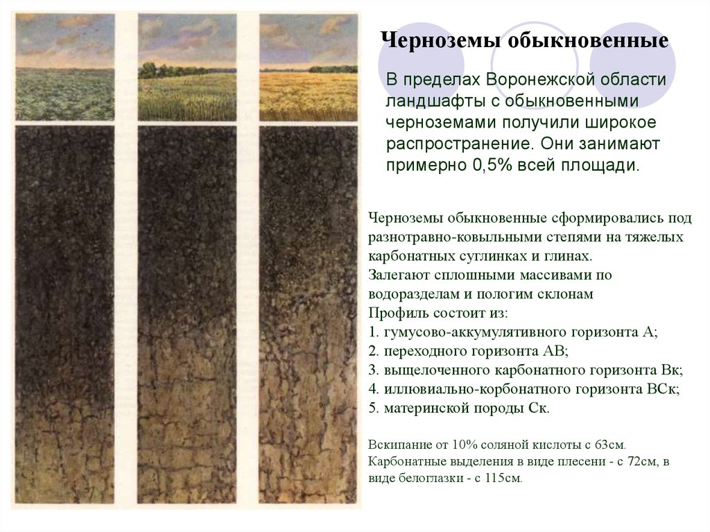 Какие области черноземные почвы россии. Почвенный профиль чернозема обыкновенного. Черноземы обыкновенные почвы профиль. Черноземы оподзоленные почвы профиль. Черноземы обыкновенные карбонатные характеристика.
