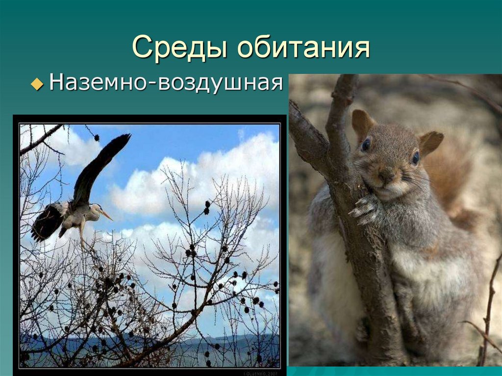 Среда обитания лисы наземно воздушная. Наземно воздушные животные. Обитатели наземно-воздушной среды обитания. Наземно-воздушная среда. Нащемновоздушная среда обитания.