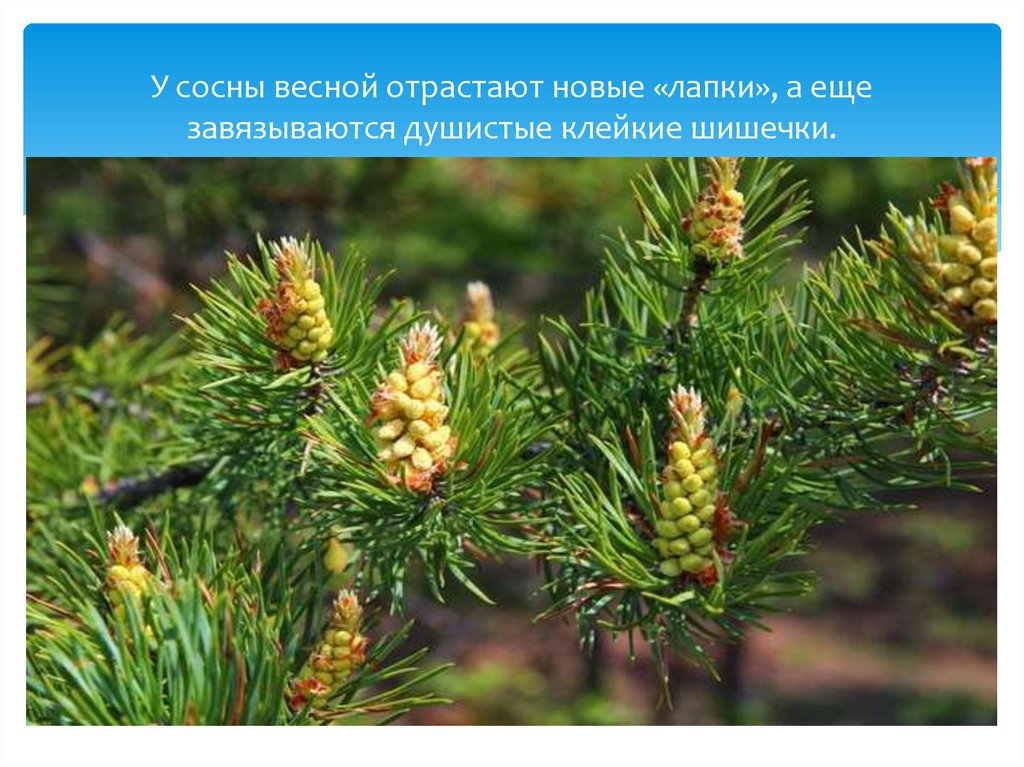 У сосны весной отрастают новые «лапки», а еще завязываются душистые клейкие шишечки.