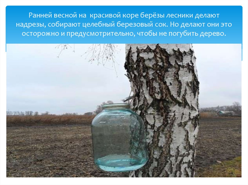 Ранней весной на красивой коре берёзы лесники делают надрезы, собирают целебный березовый сок. Но делают они это осторожно и