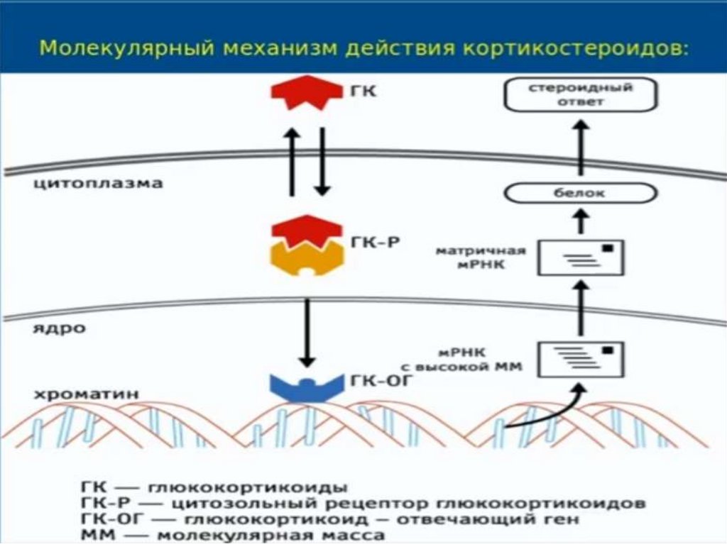 Стероидные противовоспалительные препараты презентация