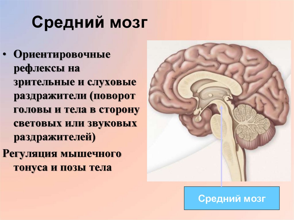 Кашлевой рефлекс какой отдел мозга. Средний мозг. Средний мозг картинка. За что отвечает средний мозг. Средний мозг функции.