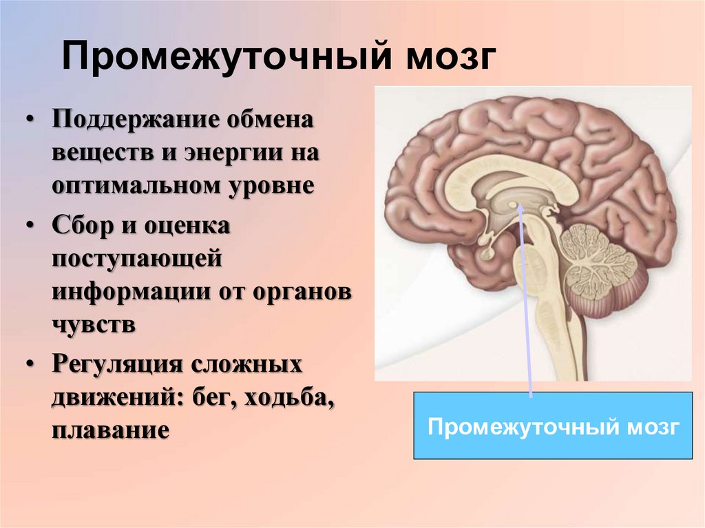 Промежуточный мозг 8 класс биология. Строение головного мозга презентация. Промежуточный мозг. Промежуточный мозг обмен веществ. Мозг для презентации.
