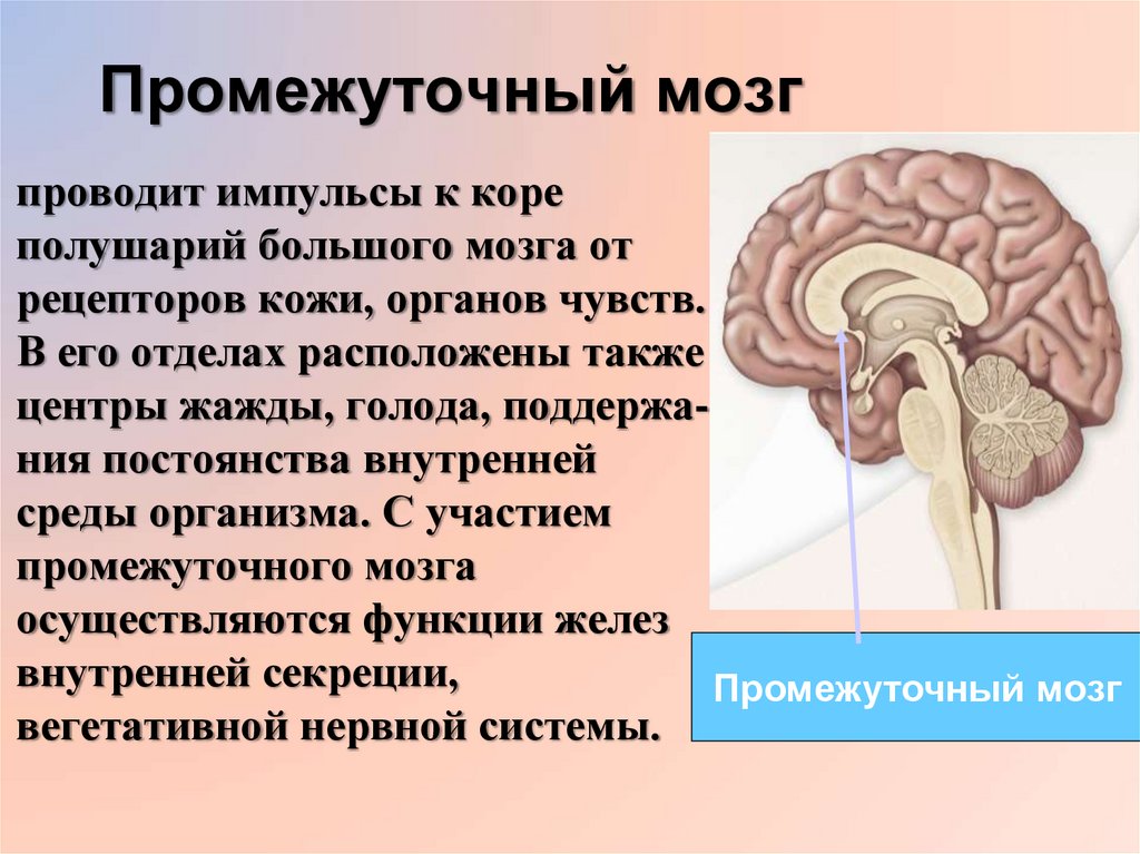 Центр голода в головном мозге. Промежуточный мозг. Центр жажды в головном мозге. Центры промежуточного мозга. Структуры входящие в промежуточный мозг.