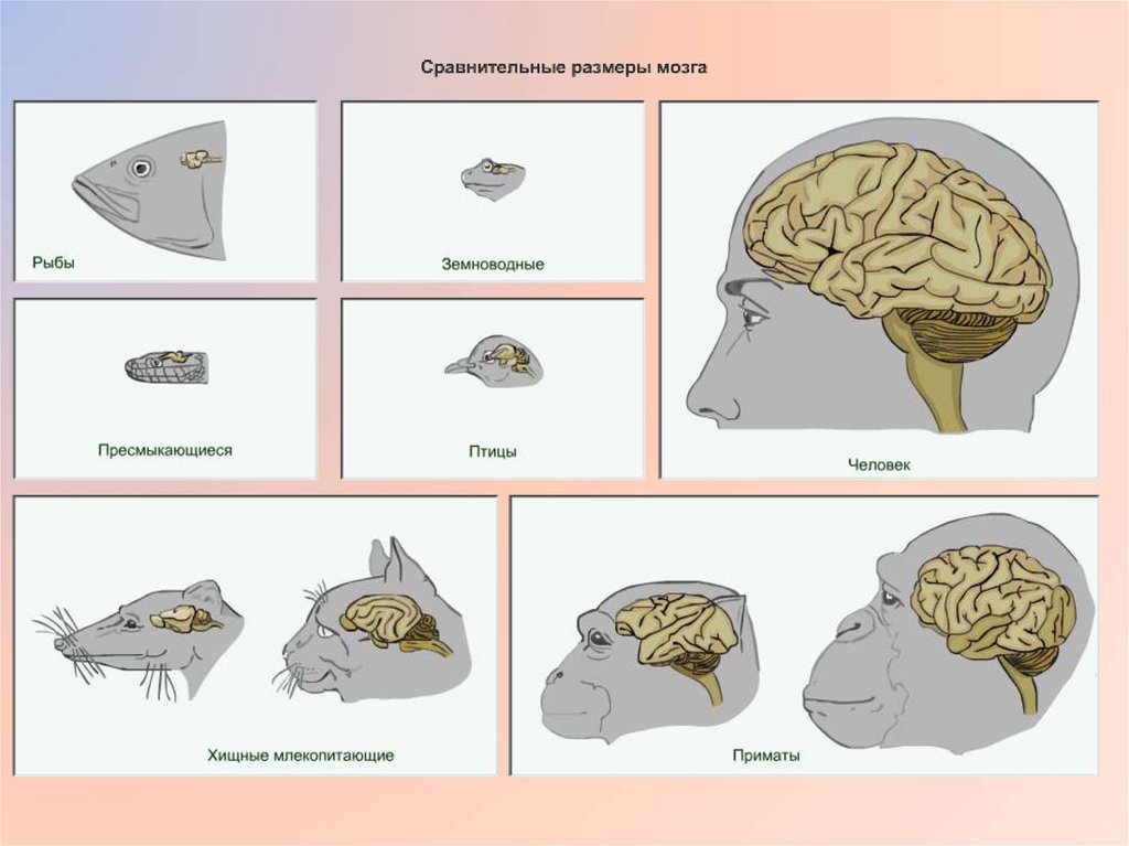 Размер мозга увеличивается. Размер мозга человека. Средний размер мозга человека. Размер мозга современного человека. Размер мозга карта.