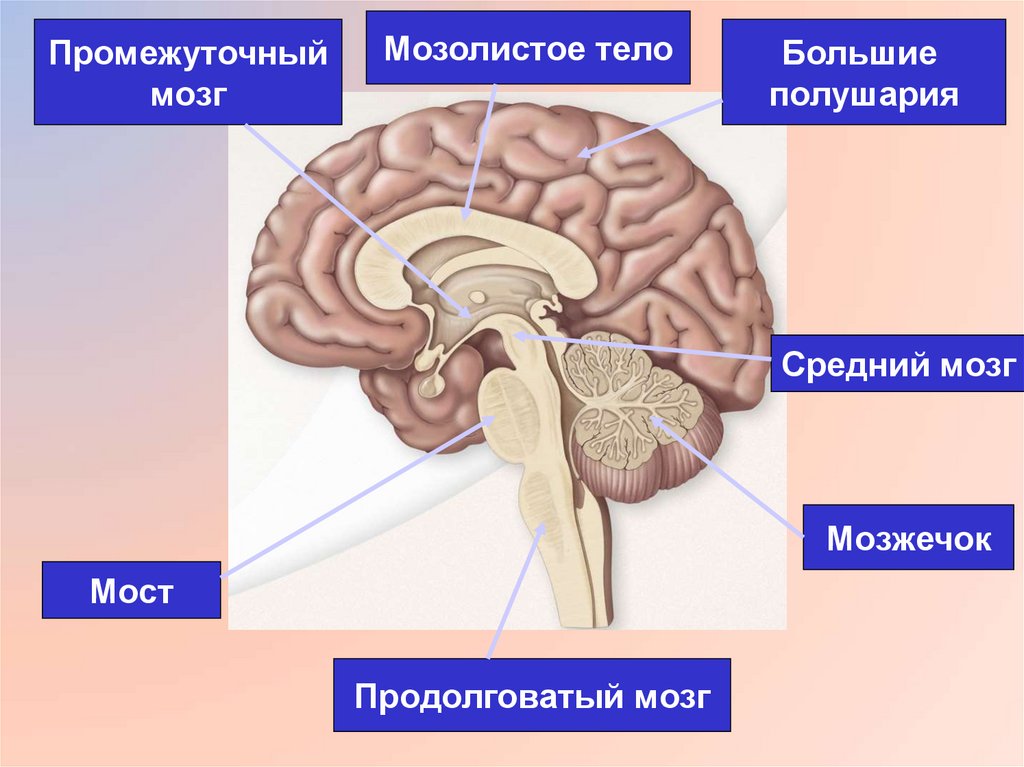 Мозолистое тело картинка