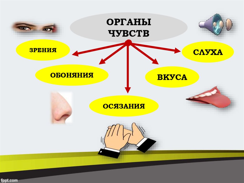 Обоняние осязание. Орган зрения орган слуха орган обоняния орган вкуса орган осязания. Органы осязания обоняния вкуса. Органы осязания, вкуса, обоняния. Гигиена органов чувств.. Биология органы осязания обоняния вкуса 8 класс.