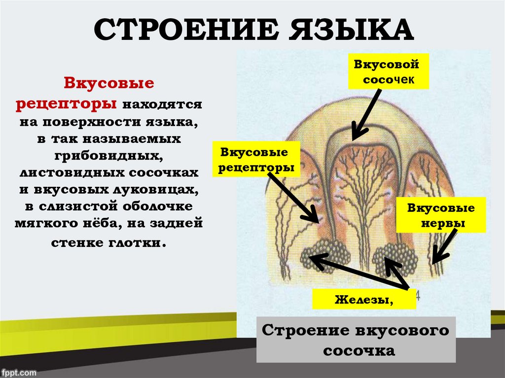 Органы осязания обоняния и вкуса презентация