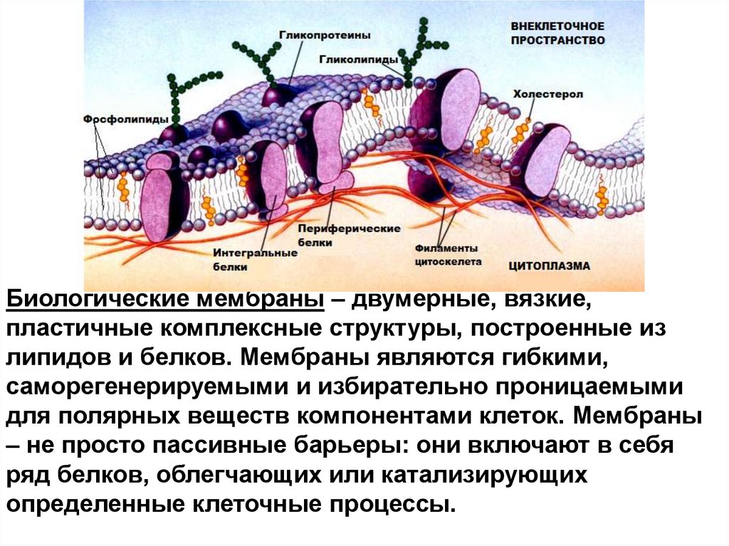 Функции биологических мембран презентация