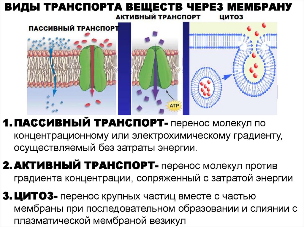 Транспорт мембран. Транспорт веществ через клеточную мембрану таблица. Пассивный и активный транспорт ионов через мембрану клетки. Что такое активный, пассивный транспорт через клеточную мембрану?. Активный и пассивный транспорт веществ через клеточные мембраны..