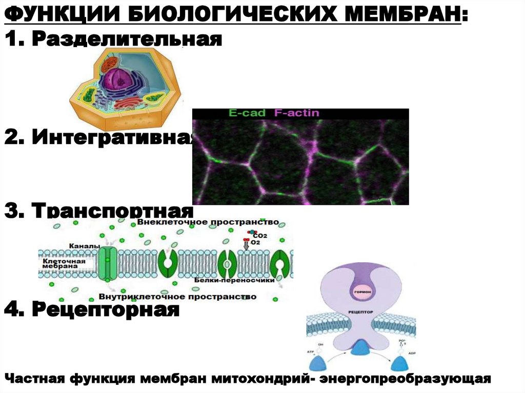 Биологические возможности. Рецепторная функция биологических мембран. Рецепторная функция мембраны. Функции биомембран рецепторная. Разделительная функция биомембран.