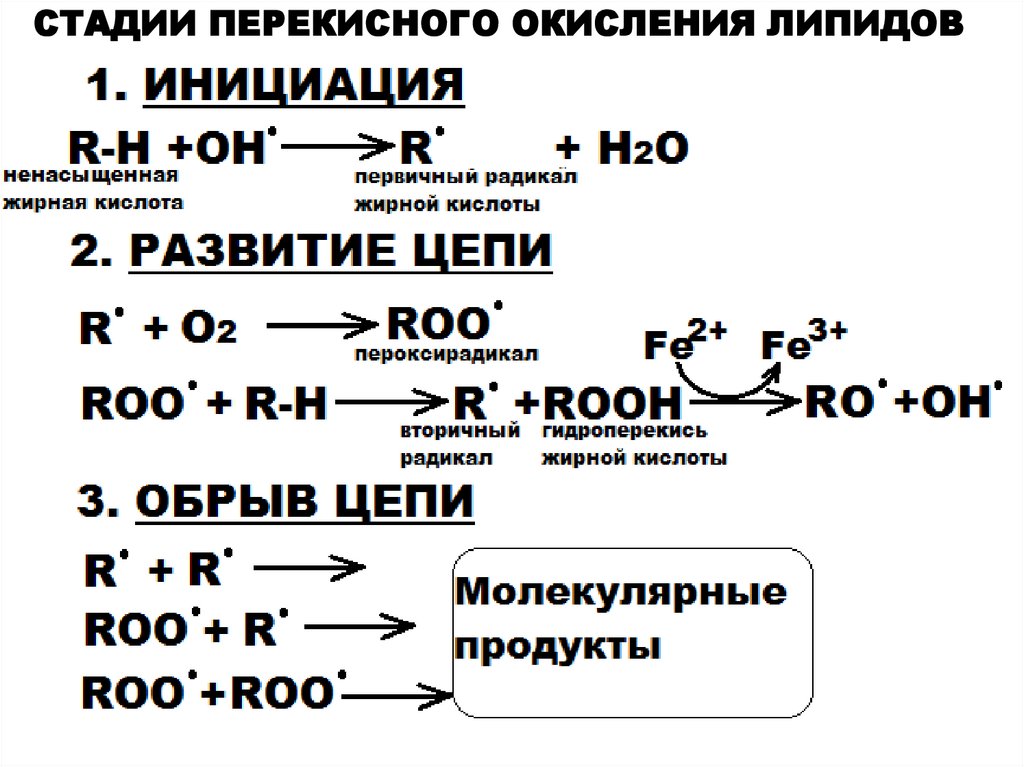 Схема пол биохимия