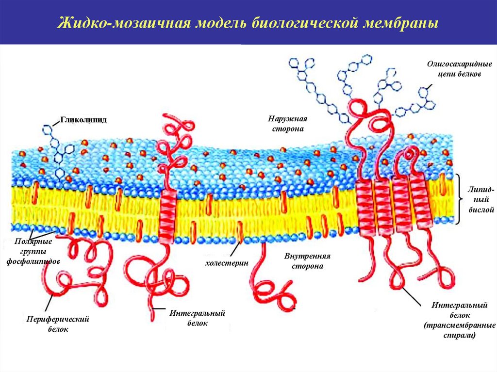 Модель мембраны клетки. Жидкостно-мозаичная модель биологической мембраны. Жидкостно-мозаичная модель строения плазматической мембраны. Схема жидкостно-мозаичной модели строения плазматической мембраны. Жидко мозаичная модель плазматической мембраны.