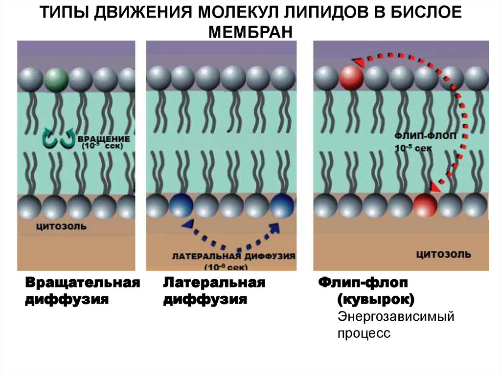 Молекулы перенос. Диффузия липидных молекул в мембранах латеральная флип флоп. Подвижность фосфолипидов в мембранах. Типы движения молекул фосфолипидов в бислое. Типы перемещения липидов в мембране.