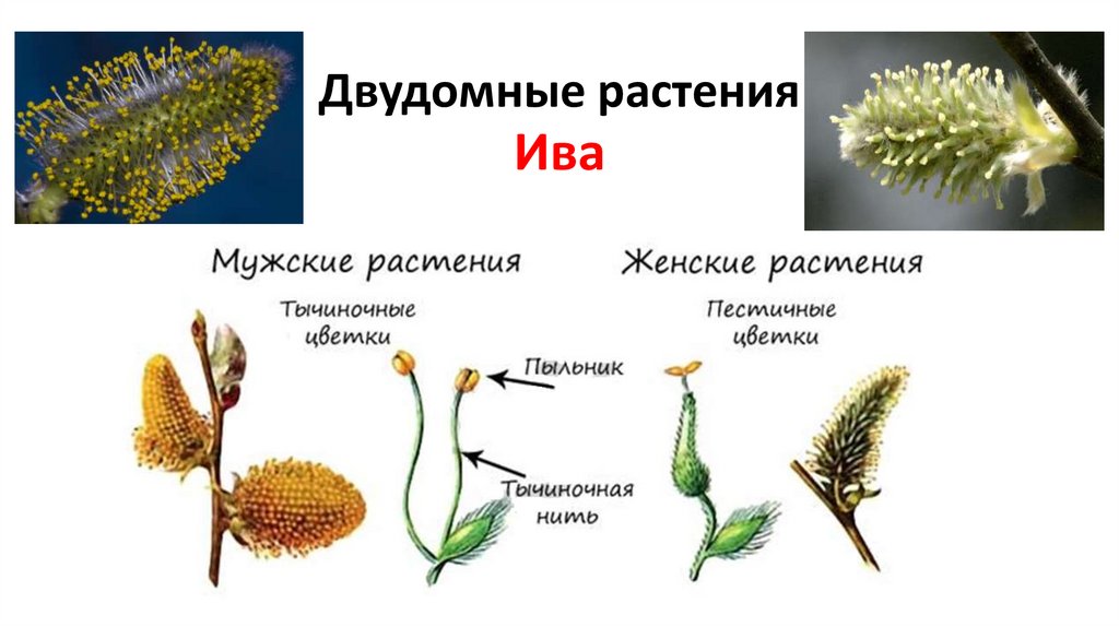 Тополь двудомное растение. Шиповник однодомное или двудомное растение. Строение двудомного цветка. Хвойные однодомные и двудомные.