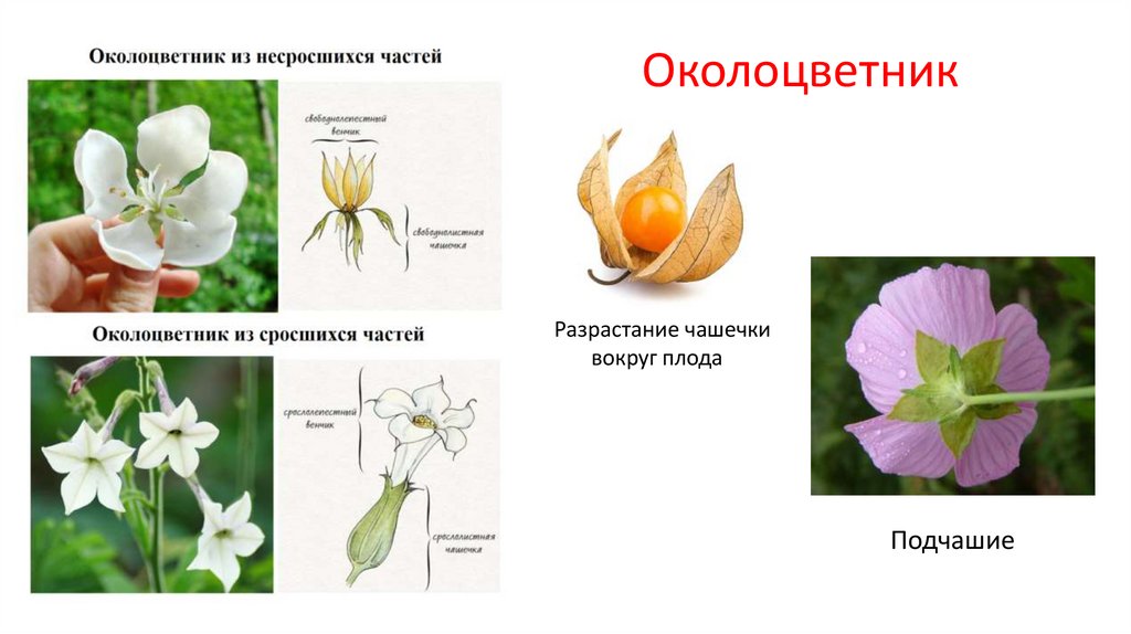 Презентация строение и разнообразие цветков