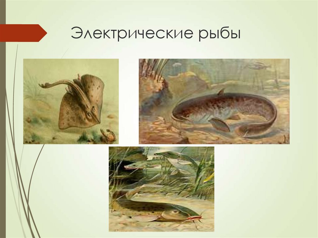 Электрические рыбы