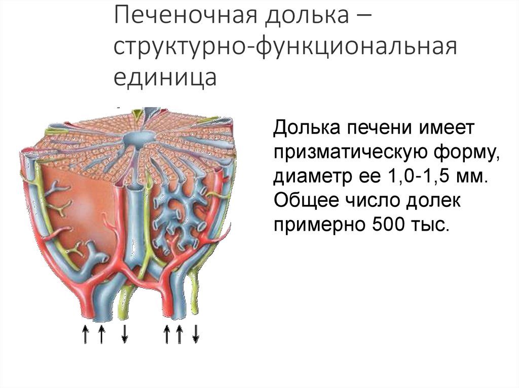 Функциональной единицей печени является. Схема печеночной дольки анатомия. Печеночная долька структурно функциональная единица 3. Структурно-функциональная единица печени печеночная долька. Радиальные структуры печеночной дольки.