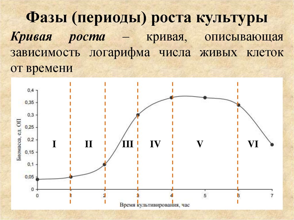 Период фаза. Кривая роста клеток в культуре. Периоды роста. Фазы Кривой роста.