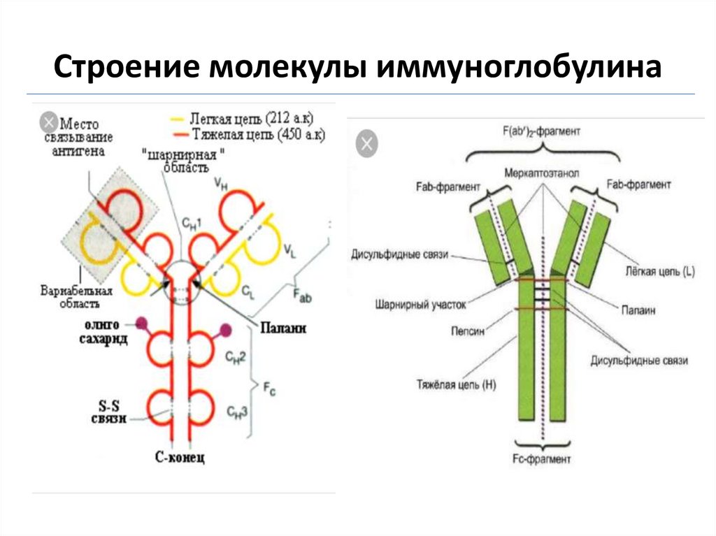 Строение мономерной молекулы иммуноглобулина. Структура иммуноглобулина биохимия.