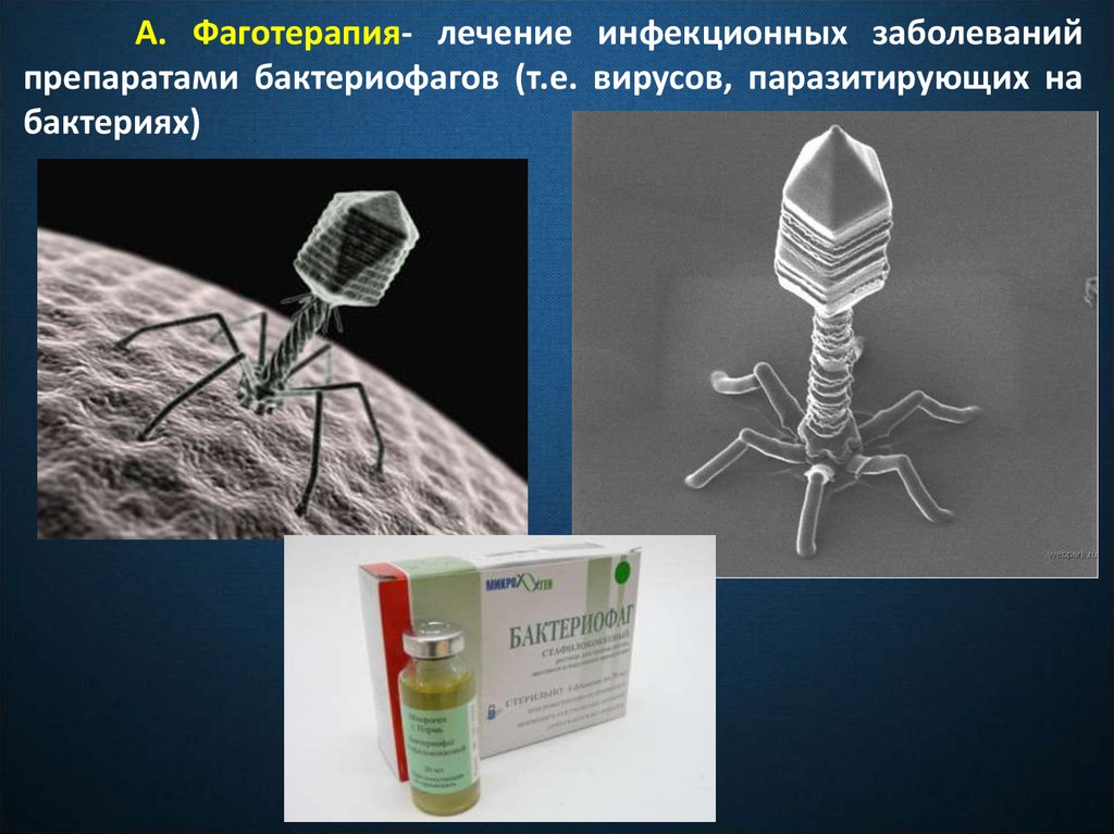 Наследственный аппарат бактериофага. Брюшнотифозный бактериофаг. Дизентерийный бактериофаг микробиология. Бактериофаги- Пожиратели бактерий. Колипротеиновый бактериофаг.