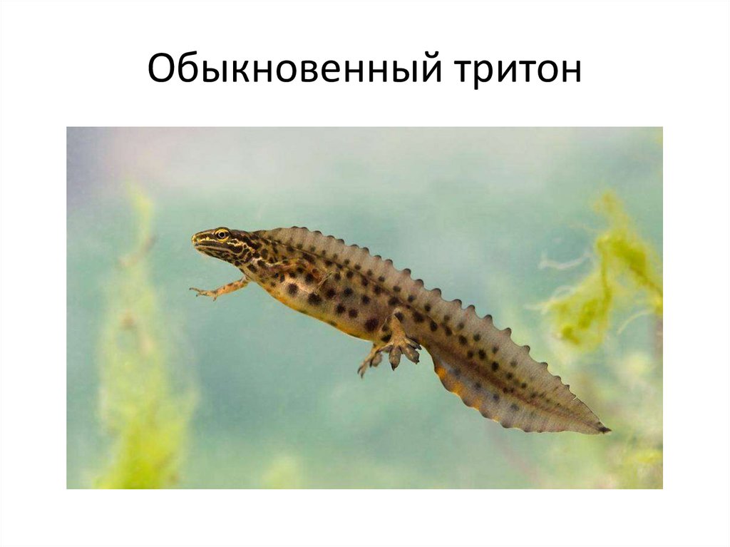 Рептилии и амфибии Республики Коми - презентация онлайн