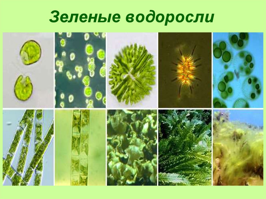 Появление одноклеточных водорослей. Вольвокс кладофора. Хлорелла и улотрикс. Хлорелла и Ульва. Зеленые водоросли спирогира Ульва.