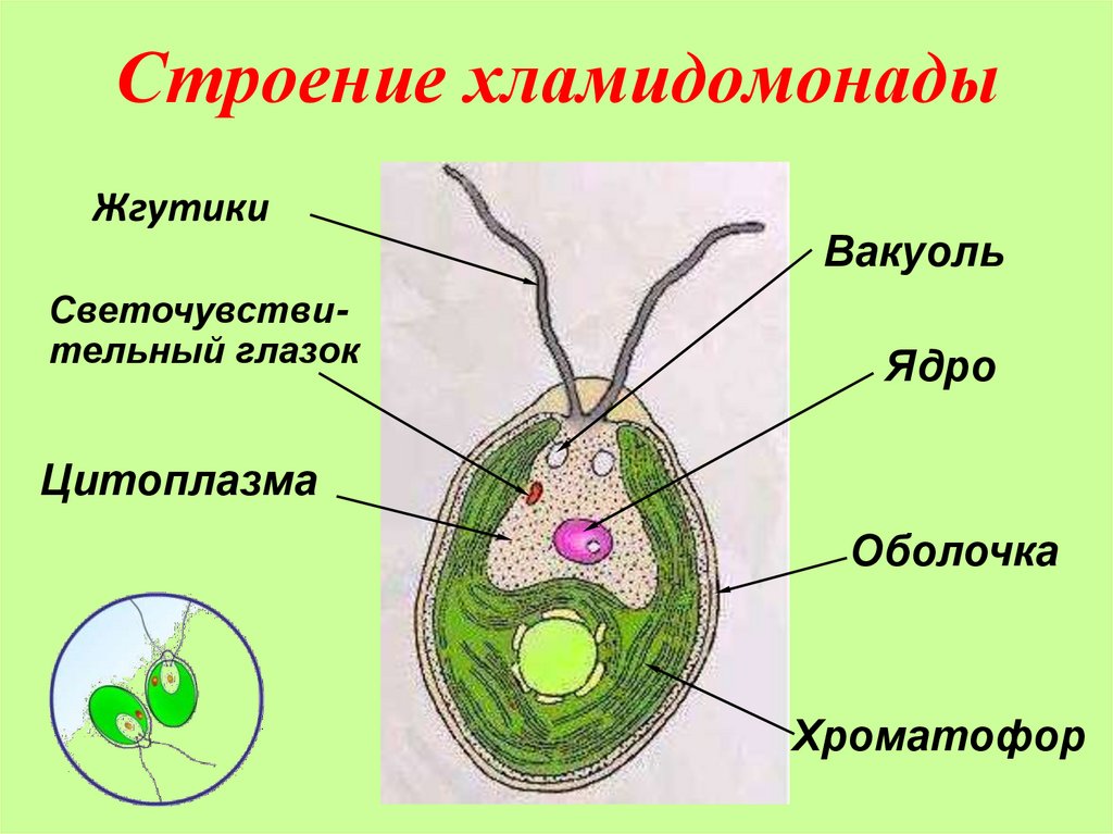 Рисунок водоросли хламидомонада