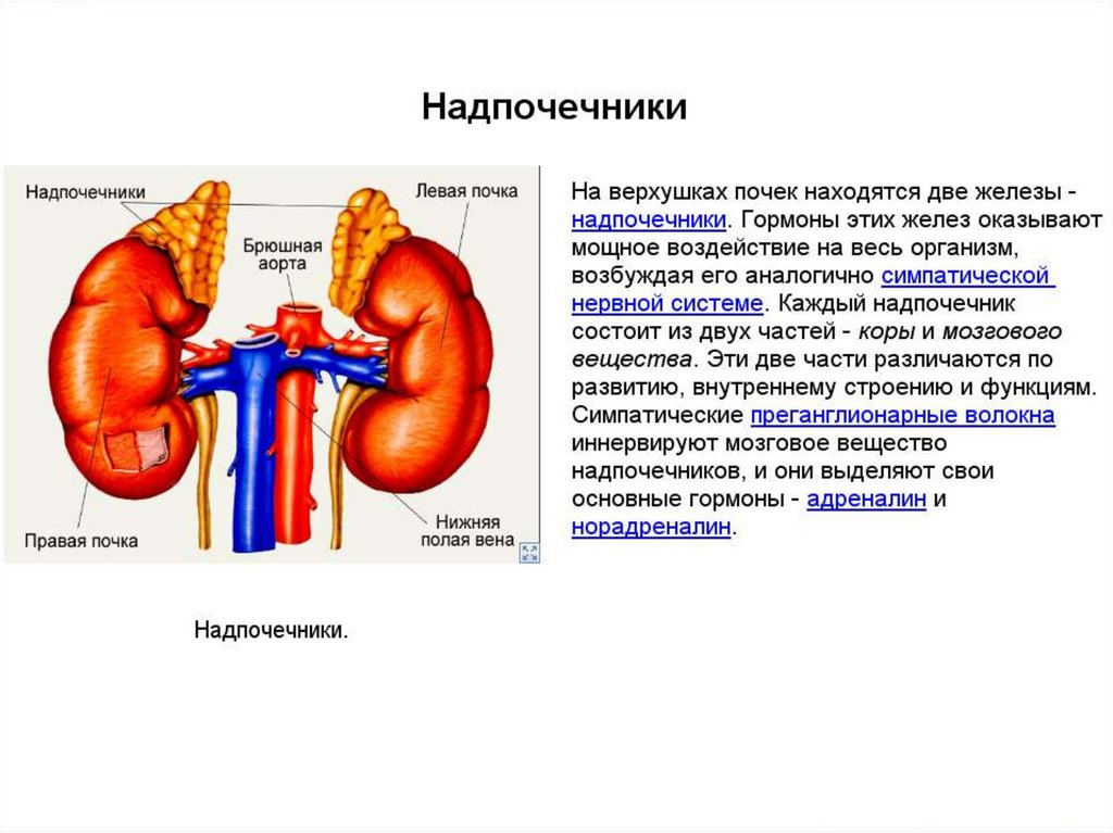 Надпочечники гормоны презентация