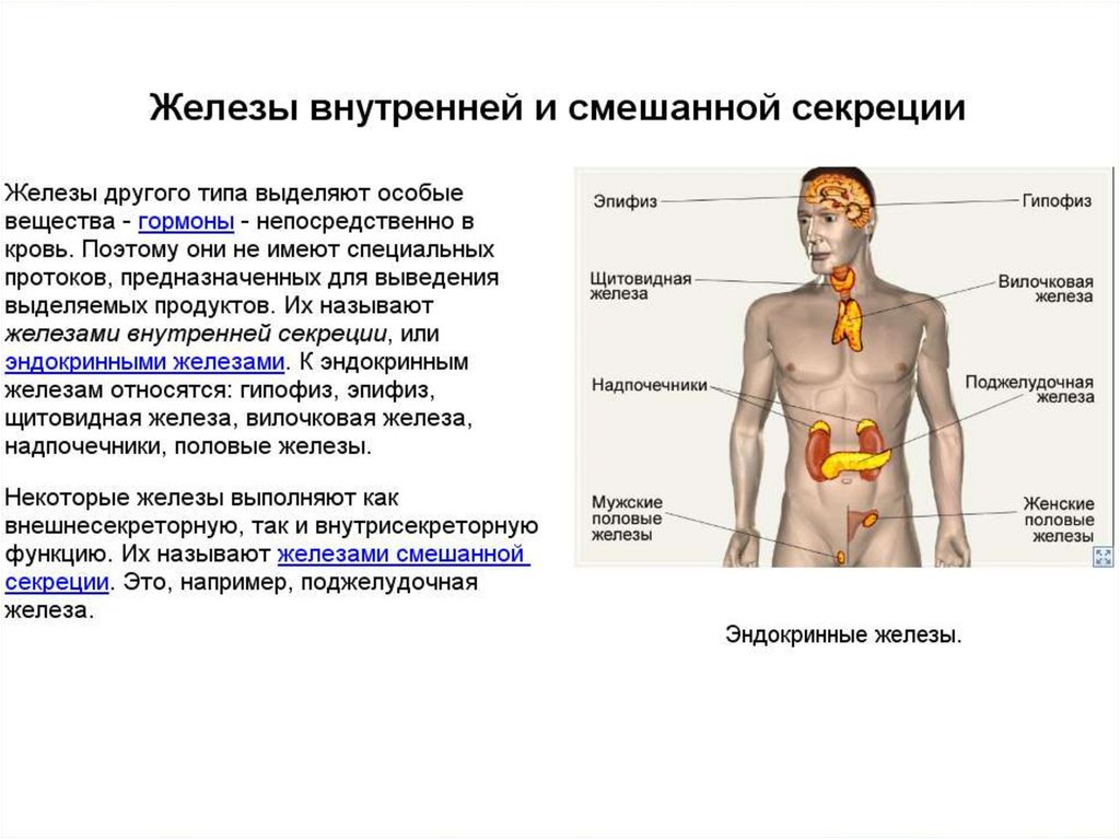 Эндокринная система человека. Тип эндокринной железы. Железы биология 9 класс
