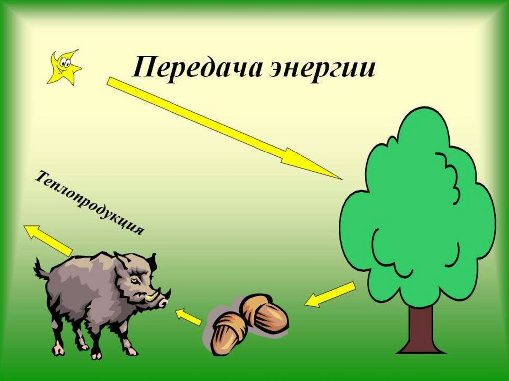 Презентация на тему поток энергии и пищевые цепи 9 класс