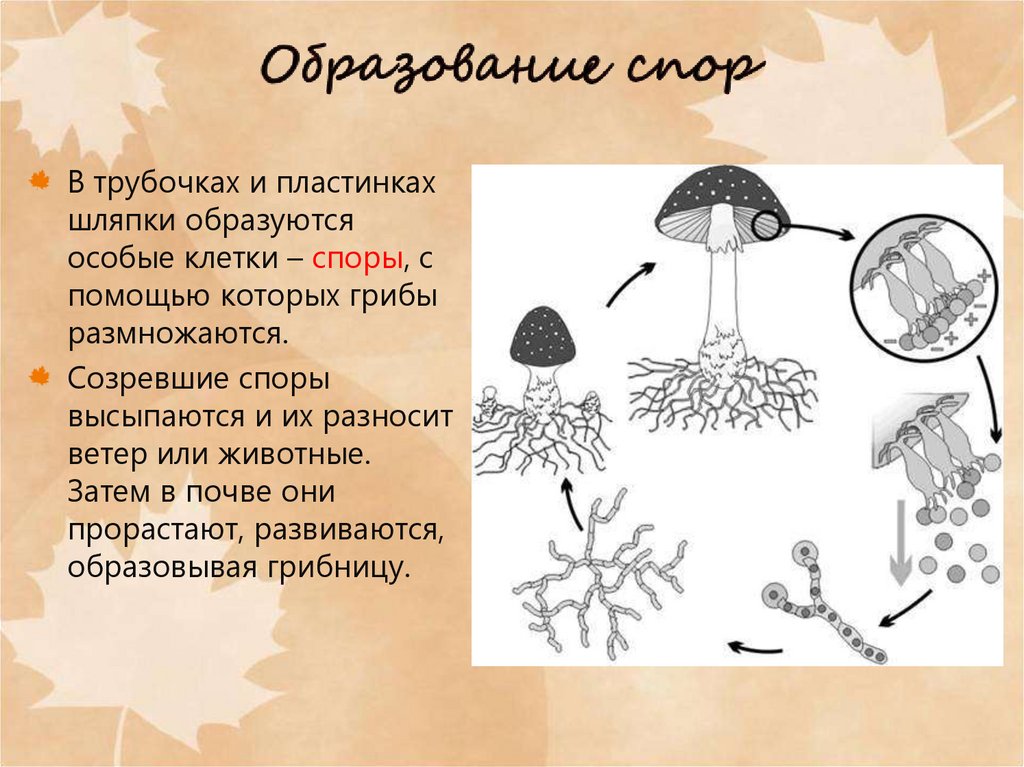 Вегетативные споры грибов