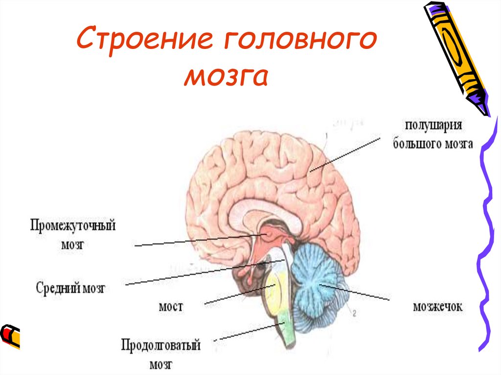 Строение головного мозга