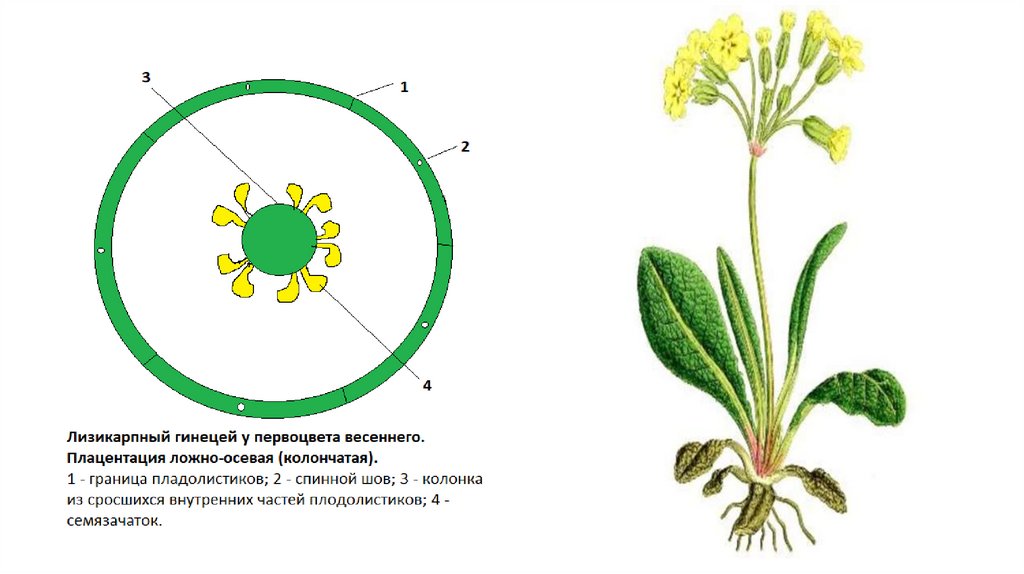 Апокарпный гинецей рисунок