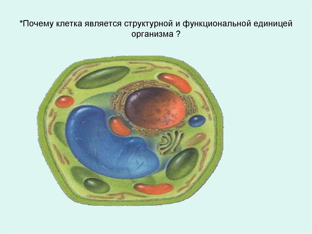 Что является функциональной единицей живого организма. Клетка основная единица живого организма презентация 5 класс.